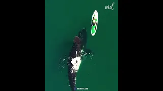 A giant whale approaches an unsuspecting paddleboarder