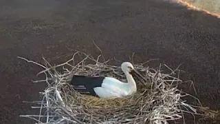 Nesting stork entrapped by wildfire in Russian Far East