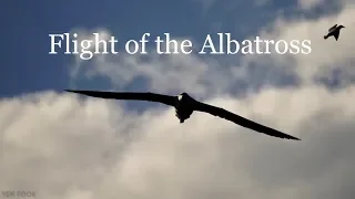 Royal Albatross. Epic flight. Whopping 11-foot wingspan.  アルバトロス альбатрос 信天翁αλμπατρός albatroso
