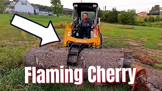 Flaming Cherry Like This Will Set Your Sawmill On Fire!