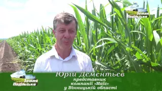 Вирощування насіння кукурудзи ("Маїс")