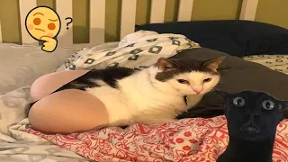 Try Not To Laugh 🤣 New Funny Cats Video 😹 - MeowFunny Par 40