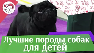 5 лучших пород собак-нянек на ilikepet