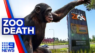 Sydney Zoo chimpanzee found dead this morning | 9 News Australia