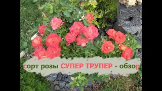 Обзор розы сорта Супер Трупер - все стадии цветка, сезоны, волны цветения, размеры, особенности...