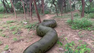 Biggest Snake Ever Found in Real Life Part-2 HD Video |TB FILMS
