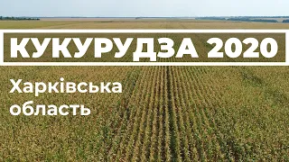 Кукурудза 2020. Харківська область. #кукурудза 2020 #кукуруза