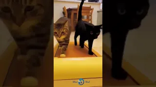 The best funny videos with cats, dogs and other animals. I laughed until I cried. FUNNY PETS №18