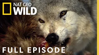 Monster Wolf (Full Episode) | America the Wild