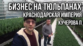 Бизнес на тюльпанах в Краснодарском крае.Белтюльпан. 25 лет в деле