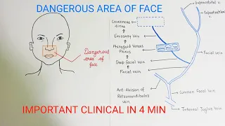 Dangerous Area Of Face