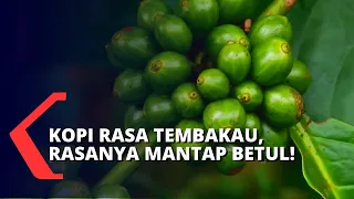 Enak! Kopi Temanggung Ada Rasa Tembakaunya!