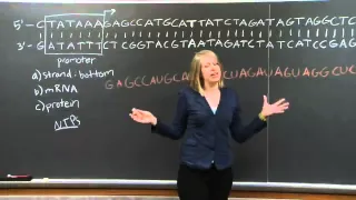 Transcription & Translation | MIT 7.01SC Fundamentals of Biology