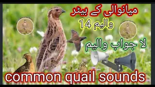 Common QUAIL Sound/MAINWALI k special batair//QUAIL SOUND SPECIAL//BOLARA//@Sawalhunting-sn9vs