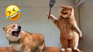 Funniest Cats And Dogs Videos 😁 - Best Funny Animal Videos 2023 🥰 Part 157 @petcollective