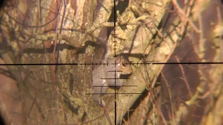 Pest Control with Air Rifles - Squirrel Shooting - Using My New Mobile Hide