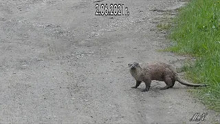 Jeszcze różności z wiosennych łąk i lasów.