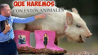 Estos Chanchos Ya No Cambiaran (( si eres liberal no lo veas )) Erme Zuniga