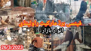 Sunday Bird Market | Latest Update Fancy Kabootar Market Rawalpindi | Fancy Pigeon | 26/3/2023 !