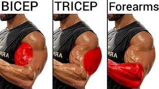 Top 5 Bicep Workout Tricep Workout and Forearm Workout to Build Big Arm - biceps y triceps