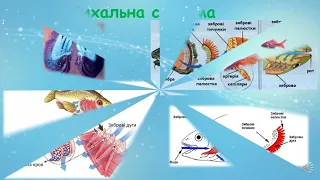 Риби. Кісткові риби. Визначальні ознаки будови, біологічні особливості та середовища існування.