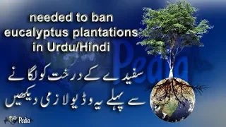 Needed to ban Eucalyptus Tree Plantation in Urdu/Hindi