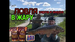 Рыбалка в жару или когда хочется ловит амура, а клюет карп