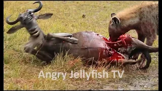 #14 UNCENSORED 18+ eaten ALIVE - Hyena eating prey brutally- Screaming - live feeding
