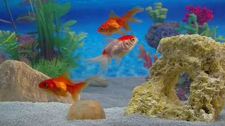 Goldfish Aquarium a Goldfish Aquarium for your Home!  HD 1080P by Fireplace for Your Home