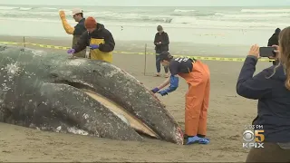 Grey Whale Washed Up At San Francisco's Ocean Beach Likely Struck By Ship