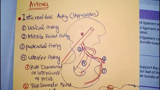 BLOOD SUPPLY OF PELVIC organs Gyneacology chap1 #gynea