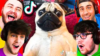 YOU LAUGH, YOU LOSE! (Funny TikTok Animals)