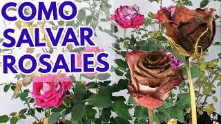 roses rose bushes how to save from wilting