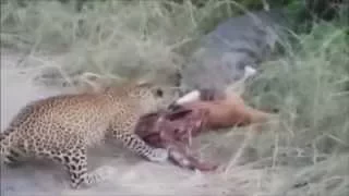 CROCODILE VS LEOPARD 2015