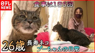 【A long-lived cat】120 years old as for a human?! The leisurely daily life of Poo-chan and his owner