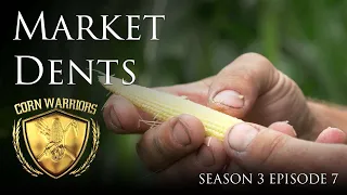 Corn Warriors - Season 3 | Episode 7 - Market Dents