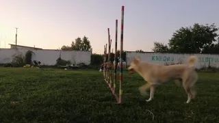 20.08.19/ Ураааа!!! Получается ❤️/ agility