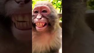 ## Monkey Funny## Laughing ## Funny