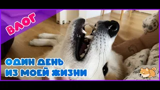 Акита Ину Влог: Один день из моей жизни /Akita Inu Vlog: One day of my life