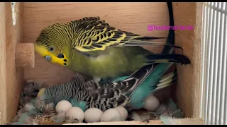 Budgie laying an egg (Turquoise the budgie with some help on body massage from Jade the male budgie)