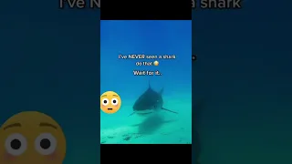 shark farts 🦈😳😂 #ccto #sharks #funny #unbelievable #ocean #sea #marinelife #viral #trending #shorts