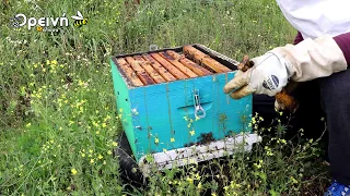 Τραγικό λάθος ή όχι; Ένα μελίσσι που μας ξεγέλασε