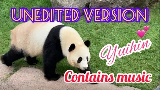 【Unedited version】Giant panda Yuihin🐼✨Adventure world ✨Japanese safari park 🐼🌿