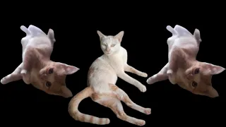 Funny And Cute Video Of Cats Playing At Home