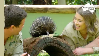 Quality time with an adorable echidna | Australia Zoo Life