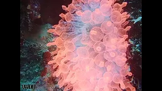 glow in the dark pink anemone at 24m. how?