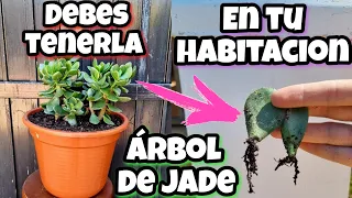 Si tienes ESTA PLANTA en CASA eres 1 entre 1 MILLON! Árbol de Jade | Reproducir Suculenta De Jade