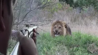 Храбрый лев перед лицом смерти