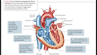 ANATOMIA/1 - Apparato Cardiovascolare: il CUORE (parte 1)