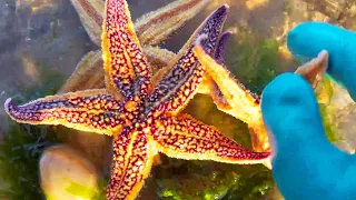 The Niu Niu family photographer met the starfish nest as soon as he arrived to drive the sea, and t